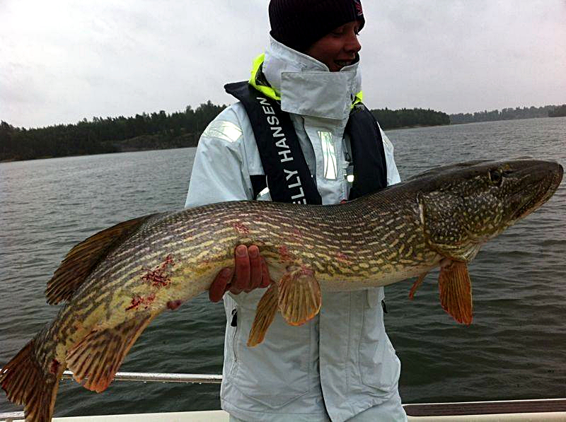 Mattias drömgädda på guidning hösten 2012. 128cm och 13 kg.