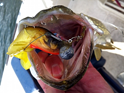 Orka shad