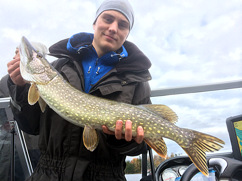 Niklas gädda 81 cm höstgädda