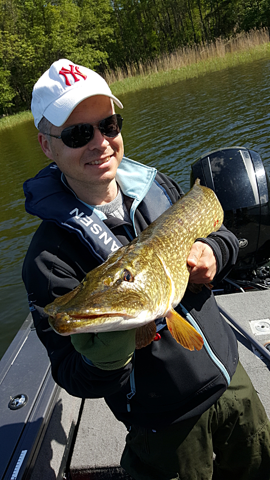 105 centimeter skärgårdsgädda från förra turen med killarna.