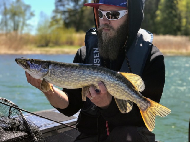 Duktige fiskaren John drog upp drygt hälften av gäddorna under dagen.
