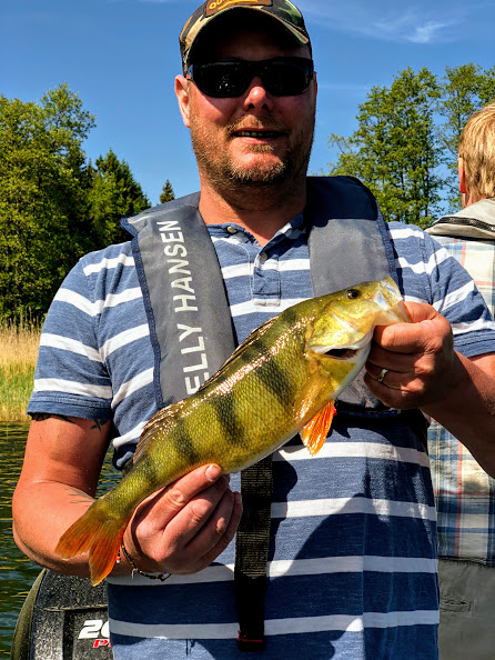 Mattias största abborre hittills i livet, 43,5 cm!