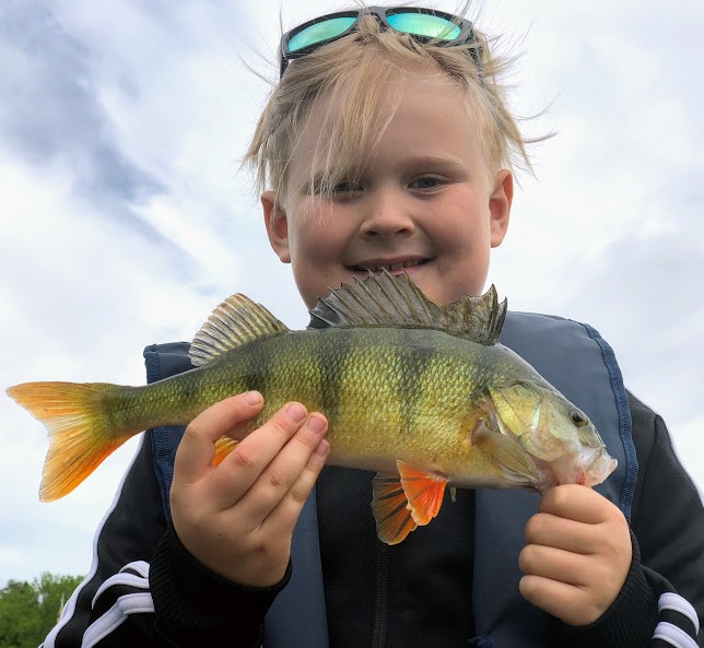Melker drog sitt unga livs största abborre idag på runt halvkilot!