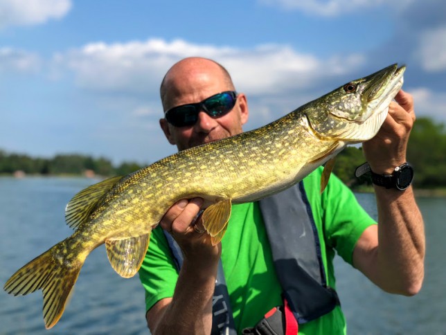 Vacker skärgårdsgädda med "Nypan" i bakgrunden.