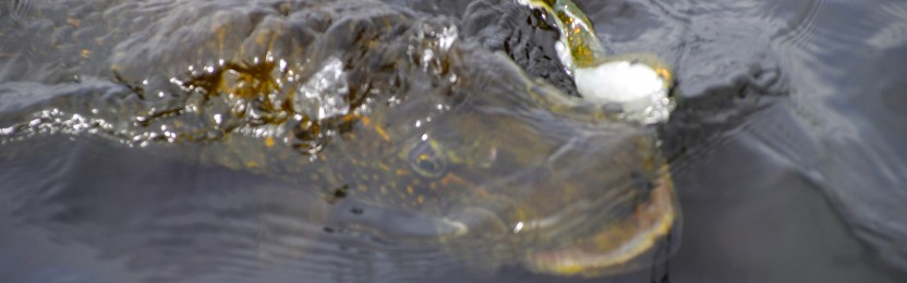 Dinfiskeguide.se