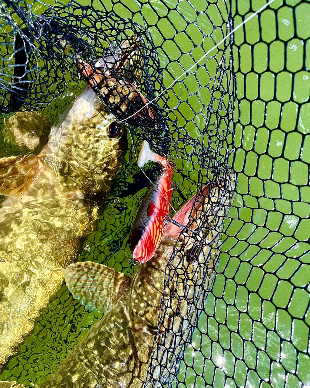 Glödhett fiske!